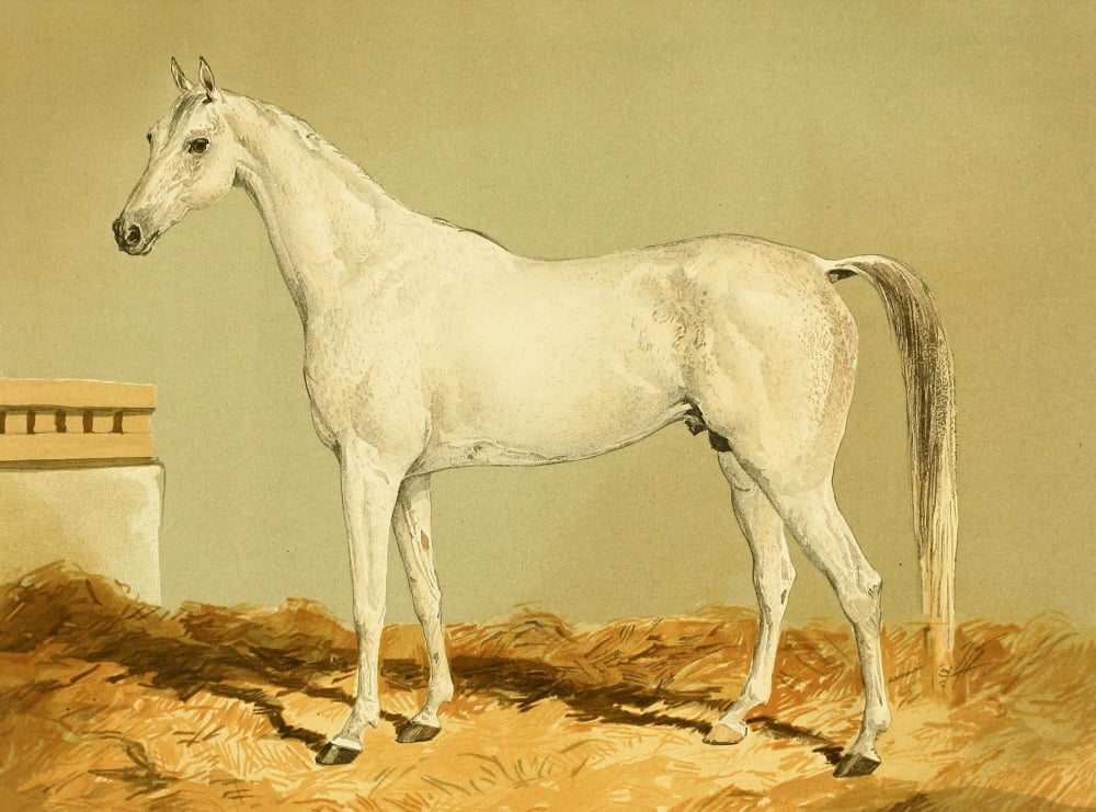 The Arabian Horse 1894 Greyleg Canvas Art - William Tweedie (24 x 36)