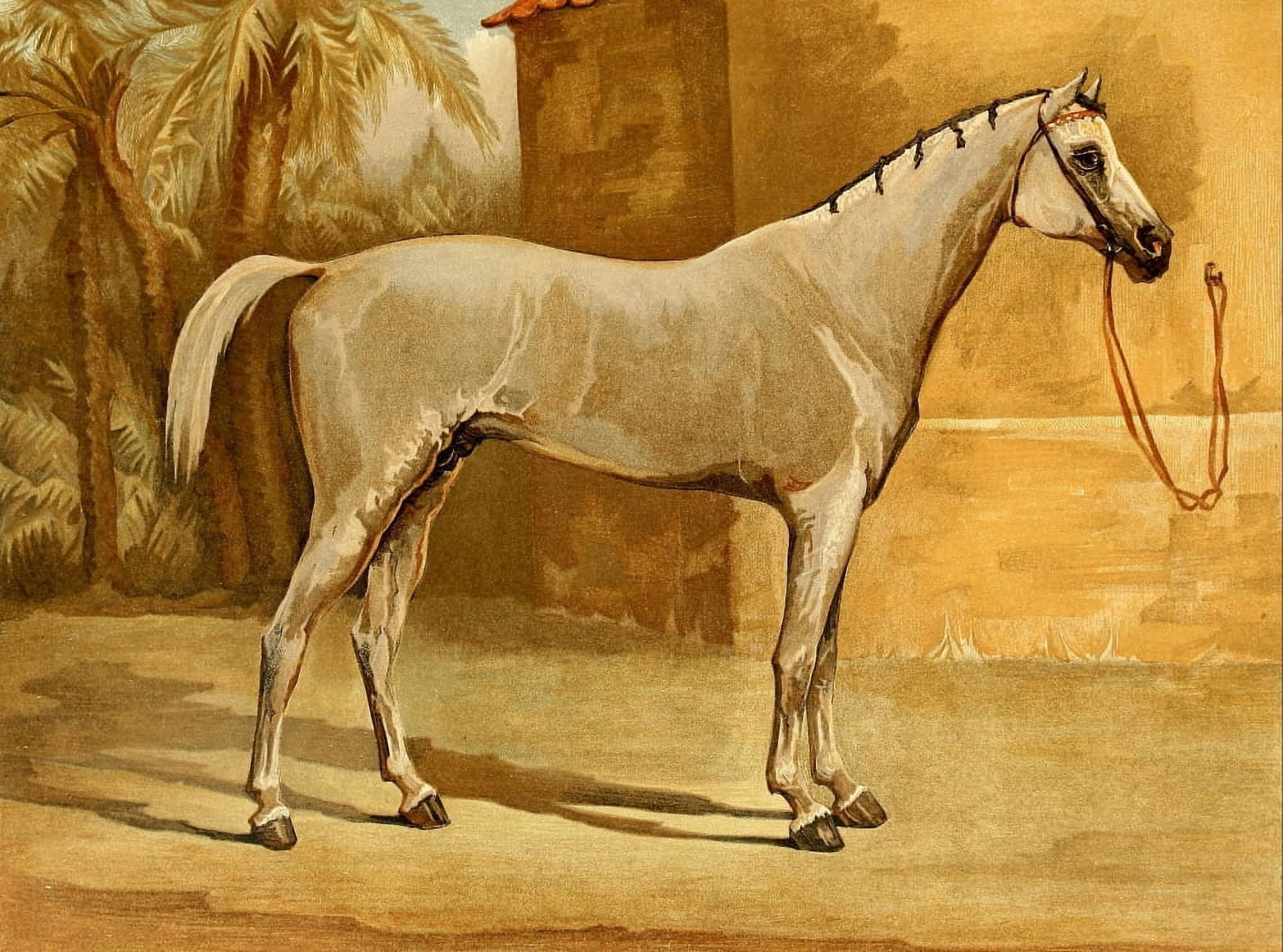 The Arabian Horse 1894 Hermit Canvas Art - Mrs Turnbull (18 x 24)