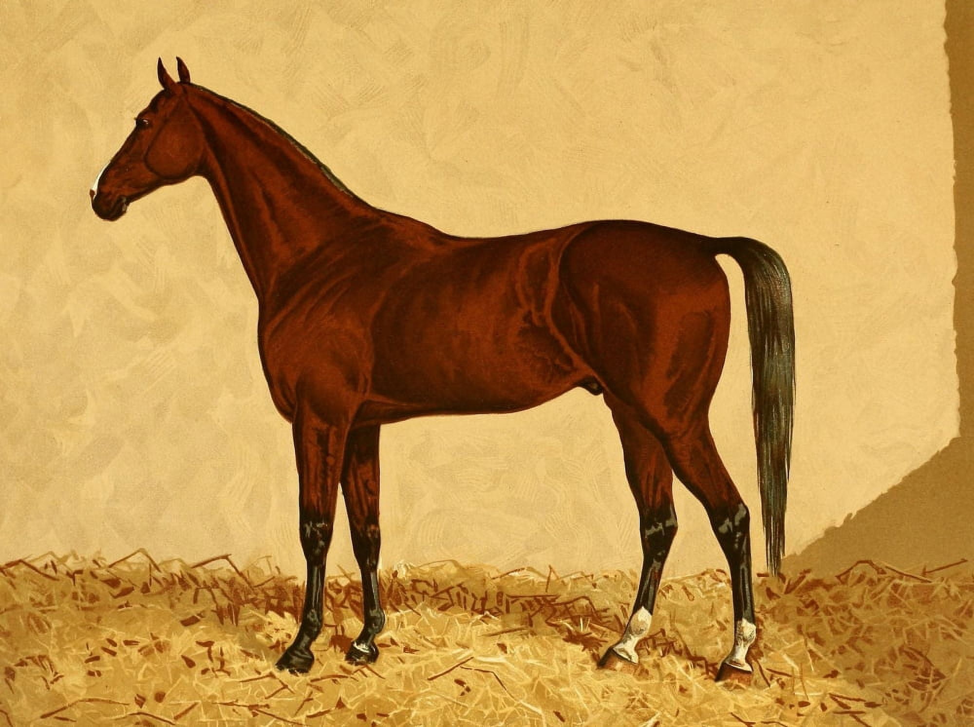 The Arabian Horse 1894 Lanercost Canvas Art - James Clark (24 x 36)
