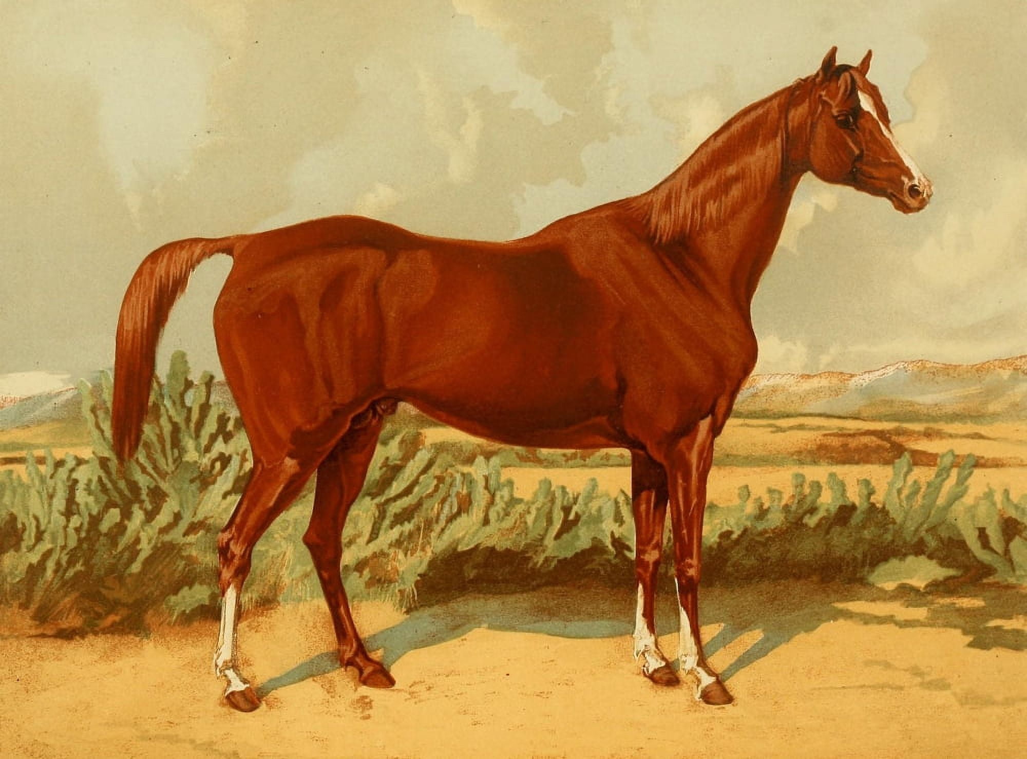 The Arabian Horse 1894 Shah-Rukh Canvas Art - Unknown (24 x 36)
