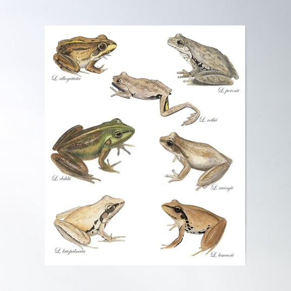 The Art Of Tree Frogs [Australasian Treefrog Illustrations] Poster Wall Art, Modern Wall Decor For Living Room Bedroom, 8x12 UNFRAMED