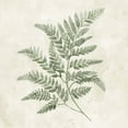 thumbnail image 1 of Canvas 12"x12"x1", Fern Leaves, The Art Studio, 1 of 4