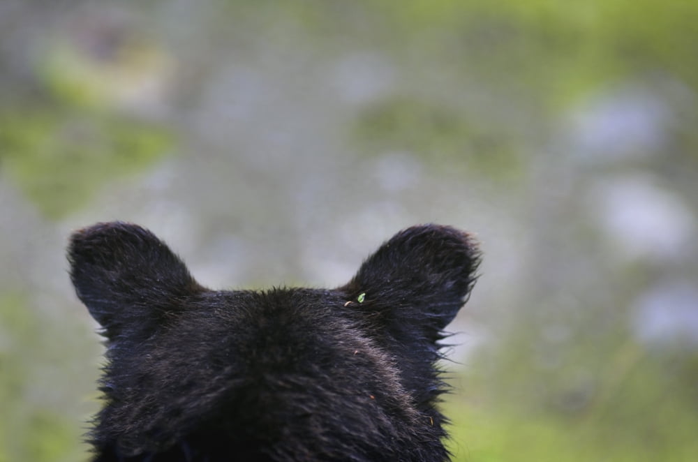 The Back Of A Grizzly Bear (Ursus Arctos Horribilis) Head Hyder Alaska Usa Canvas Art - Richard Wear Design Pics (34 x 22)