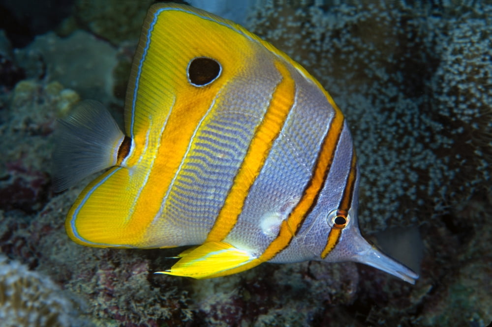 The Beaked Butterflyfish Chelmon Rostratus Also Known As Copper-Banded Butterflyfish Canvas Art - Dave Fleetham Design Pics (18 x 12)