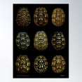thumbnail image 1 of The Beauty Of Eastern Box Turtles 2Nd Edition Poster Poster Wall Art, Modern Wall Decor For Living Room Bedroom, 12x18 UNFRAMED, 1 of 2