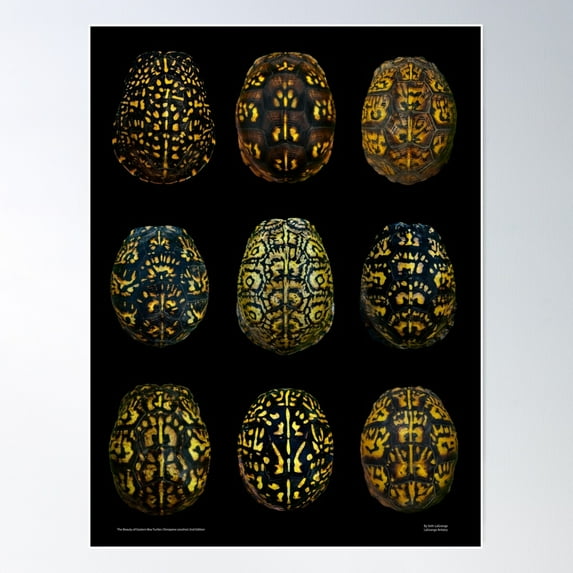The Beauty Of Eastern Box Turtles 2Nd Edition Poster Poster Wall Art, Modern Wall Decor For Living Room Bedroom, 12x18 UNFRAMED