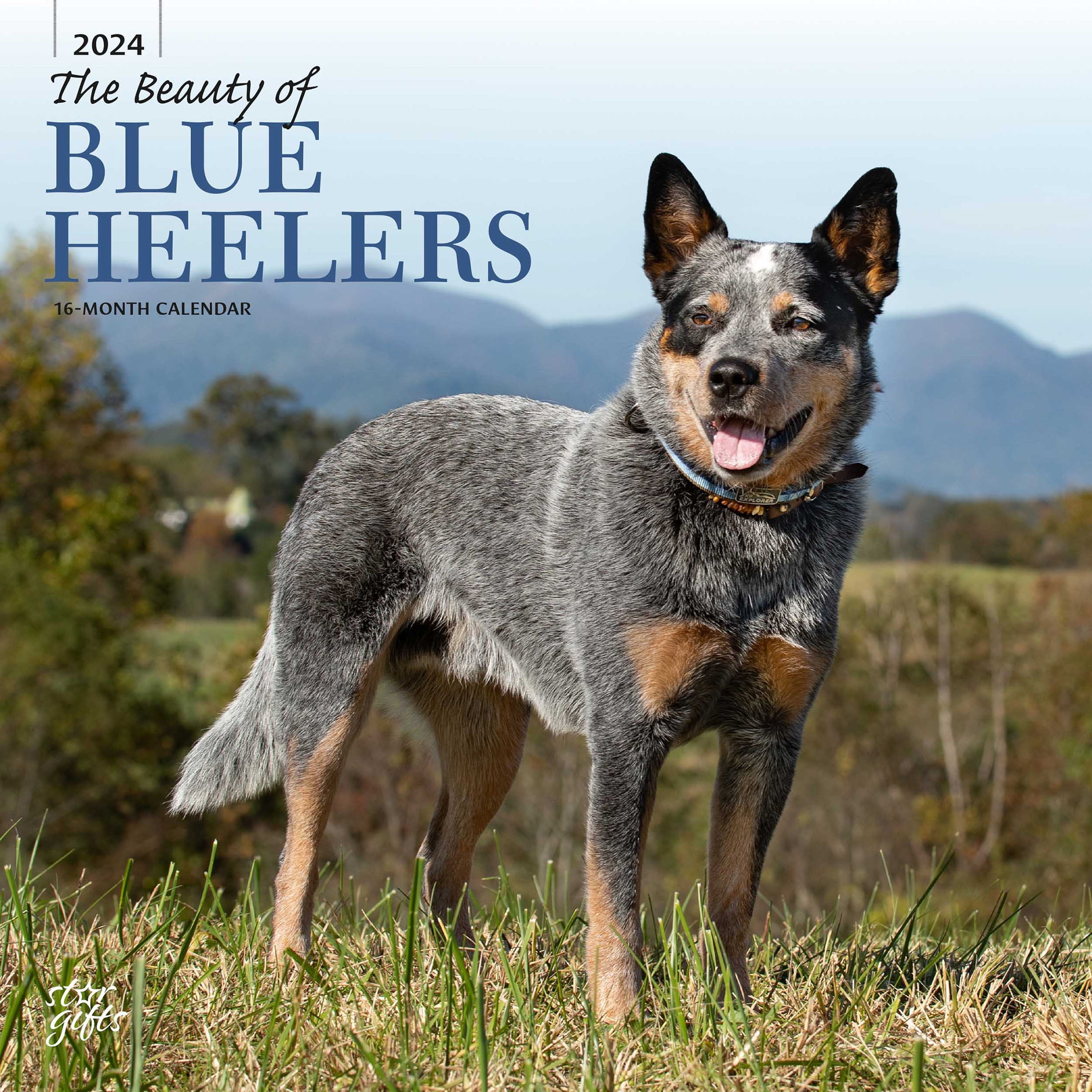 The Beauty Of Blue Heelers 2024 12x24 Hanging Wall Calendar   The Beauty Of Blue Heelers 2024 12x24 Hanging Wall Calendar StarGifts 7e6bd43b Cd5a 4c76 8368 37517b097430.4a0ec5944e7aeac828ca78b7f6c40daf 