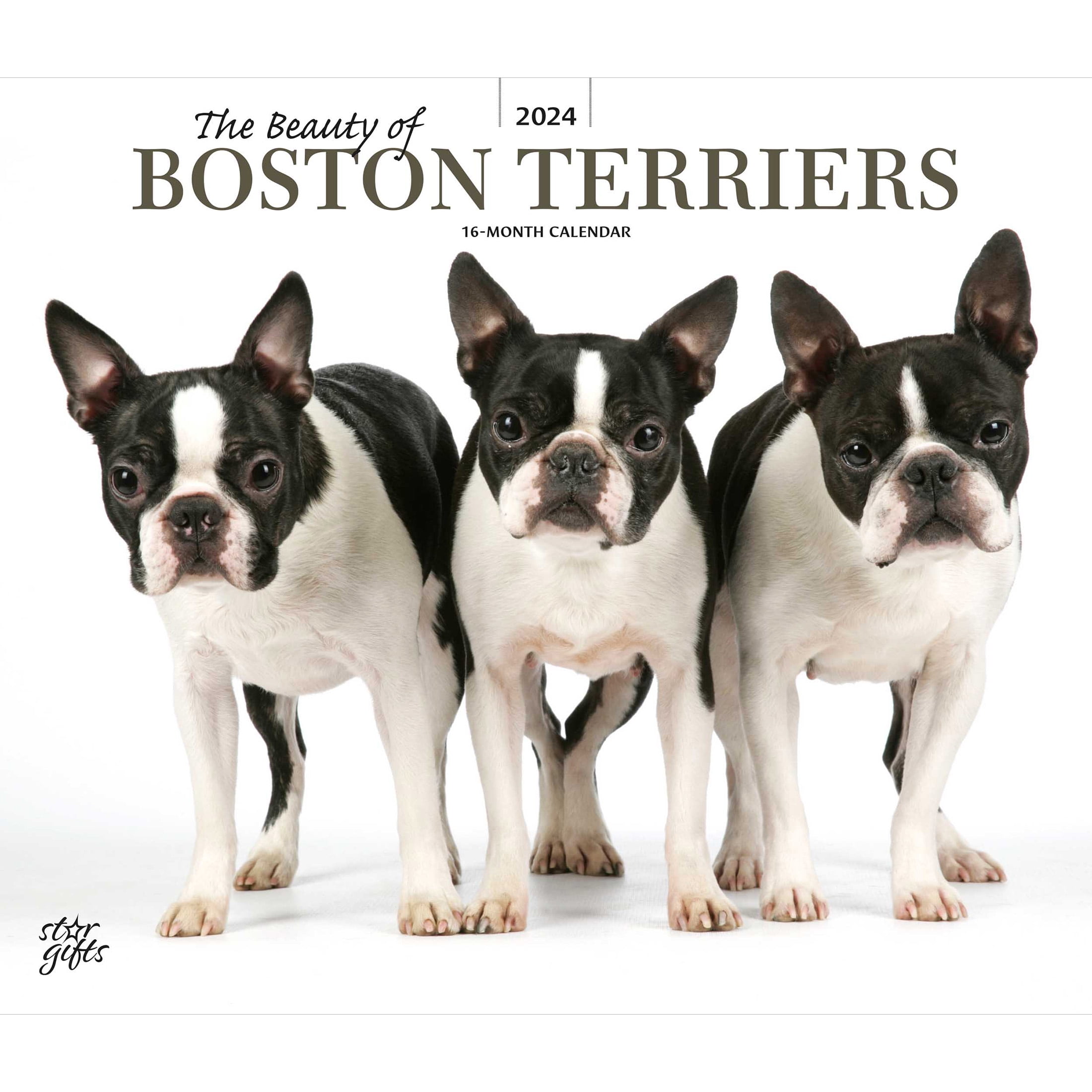 The Beauty of Boston Terriers 2024 14x24" (Hanging) Wall Calendar StarGifts