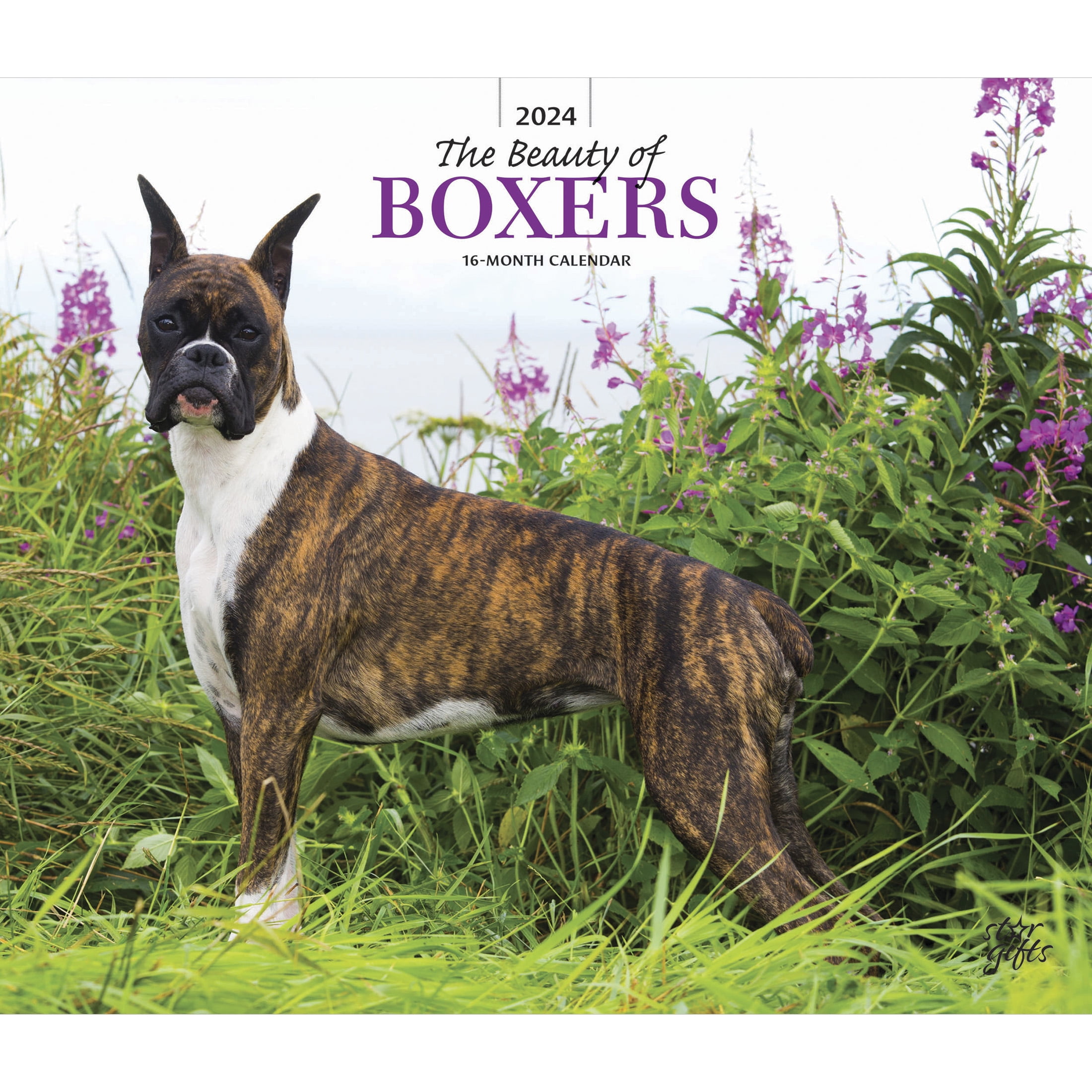 The Beauty of Boxers 2024 14x24" (Hanging) Wall Calendar StarGifts
