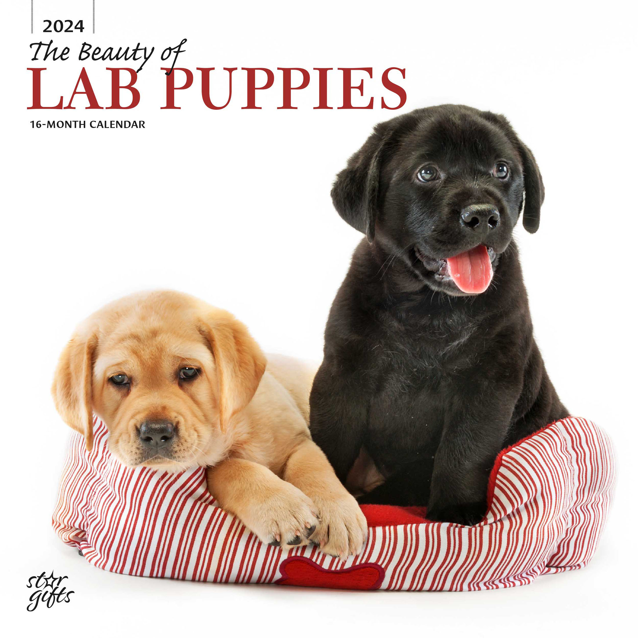 The Beauty of Labrador Retriever Puppies | 2024 12x24" Wall Calendar |  StarGifts - Walmart.com