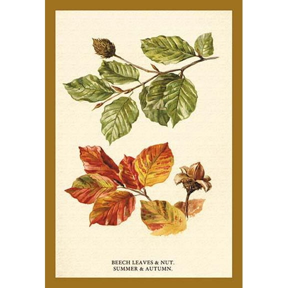 The Beech Leaves & Nut- Fine Art Canvas Print (20" x 30")