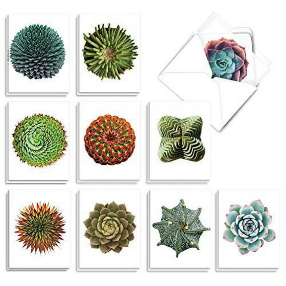 The Best Card Company - 20 Assorted Blank Plant Cards Boxed (4 x 5.12 Inch) (10 Designs, 2 Each) - Luscious Succulents AM6287OCB-B2x10