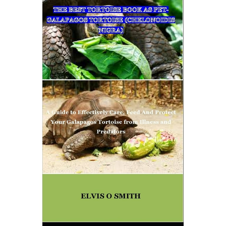 An Introduction to Pet Tortoises