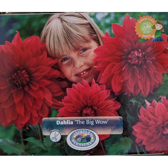 The Big Wow Dinnerplate Dahlia 1 Root Clump - Wine Red Color! - #1 Size