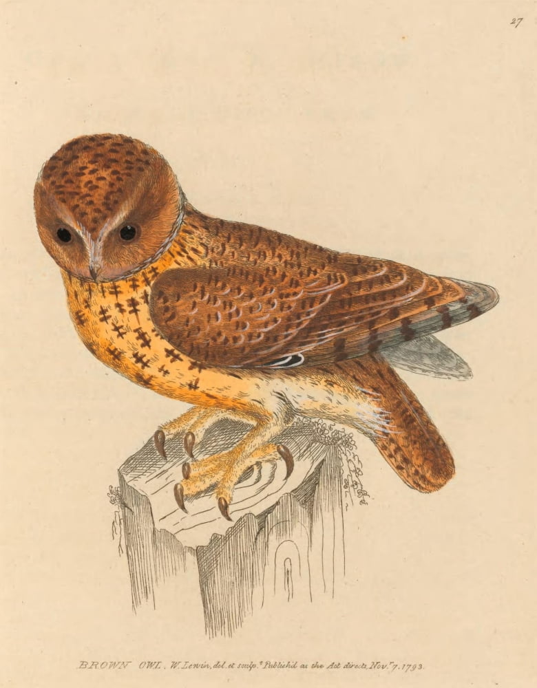 The Birds of Great Britain 1795 Brown Owl Canvas Art - W Lewin (24 x 36)