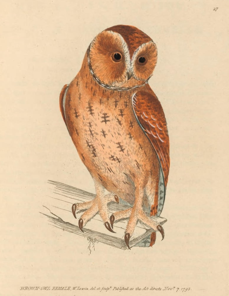The Birds of Great Britain 1795 Brown Owl Female Canvas Art - W Lewin (18 x 24)