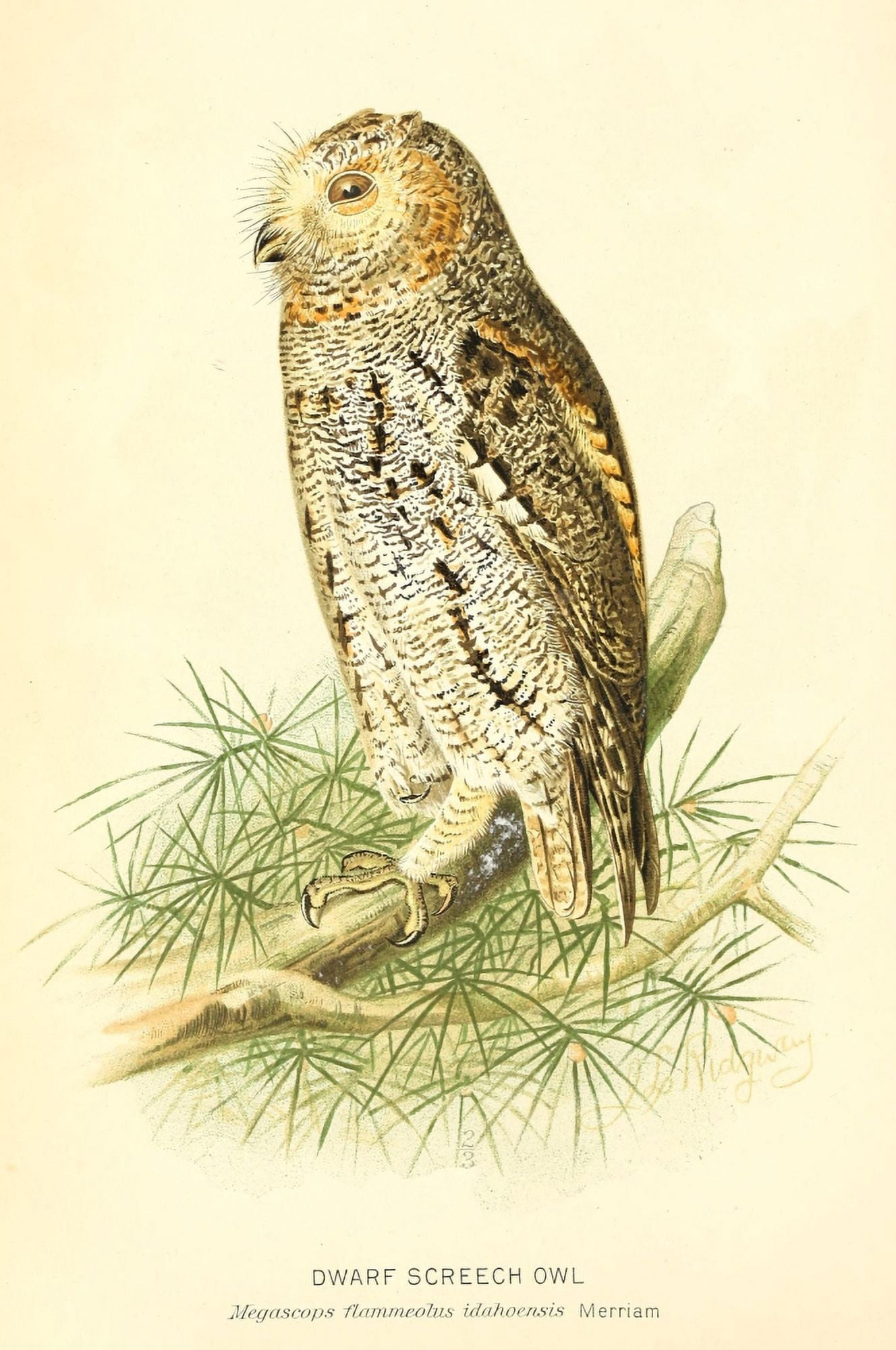 The Birds of Great Britain 1795 Dwarf Screech Owl Canvas Art - W Lewin (24 x 36)