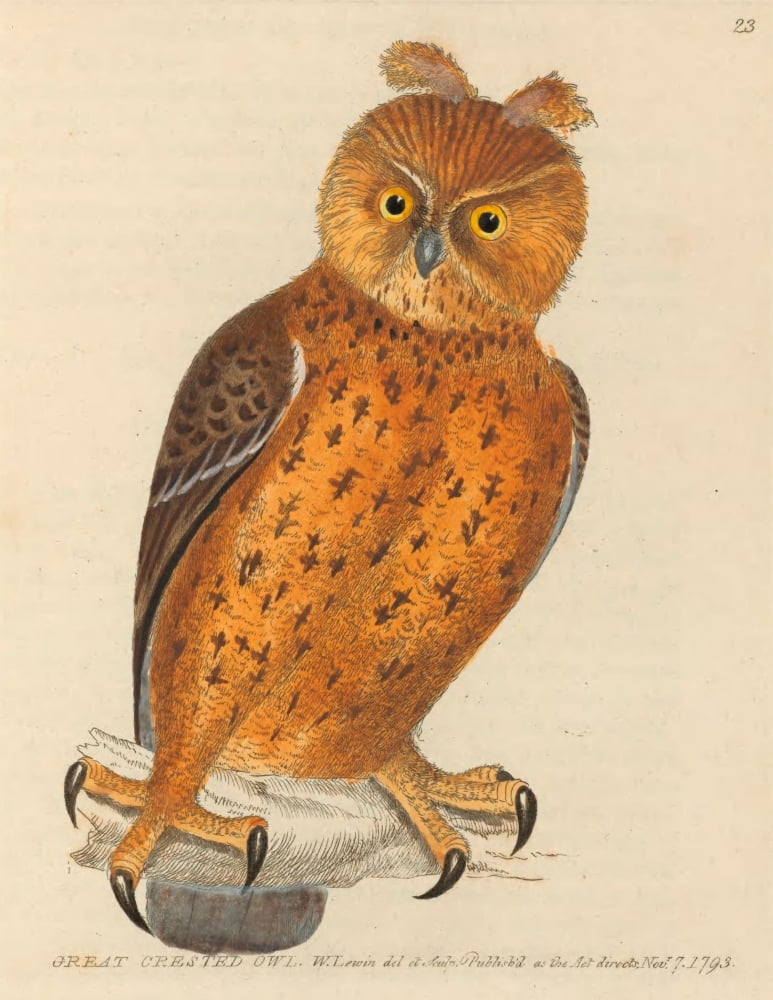 The Birds of Great Britain 1795 Great Crested Owl Canvas Art - W Lewin (24 x 36)