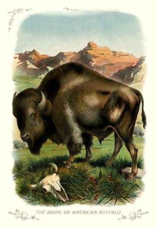 The Bison or American Buffalo 1900 Canvas Art - Unknown (24 x 36)