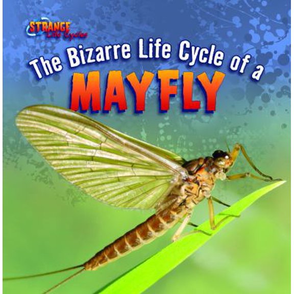 Pre-Owned The Bizarre Life Cycle of a Mayfly (Paperback) 143397052X 9781433970528