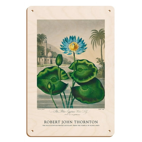 The Blue Egyptian Water Lily - from the Temple of Flora - Vintage Botanical Illustration by Robert John Thornton c.1807 - 8 x 12 inch Vintage Wood Art Sign