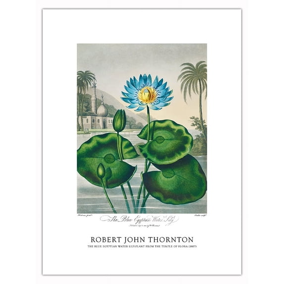 The Blue Egyptian Water Lily - from the Temple of Flora - Vintage Botanical Illustration by Robert John Thornton c.1807 - Bamboo Fine Art 290gsm Paper Print (Unframed) 18x24in