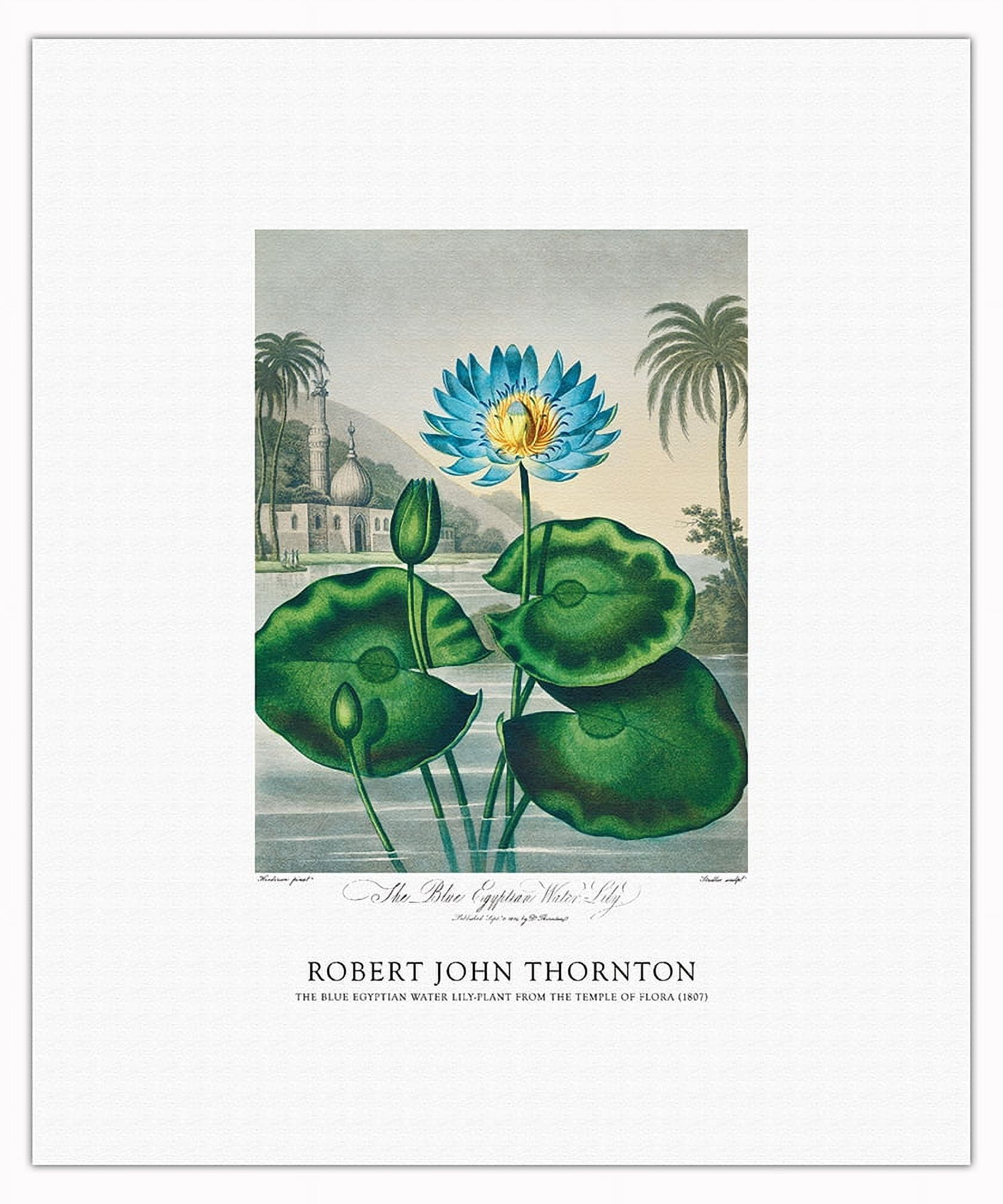 The Blue Egyptian Water Lily - from the Temple of Flora - Vintage Botanical  Illustration by Robert John Thornton c.1807 - Master Art Print 10in x 14in  - Walmart.com, image size:1680x2016