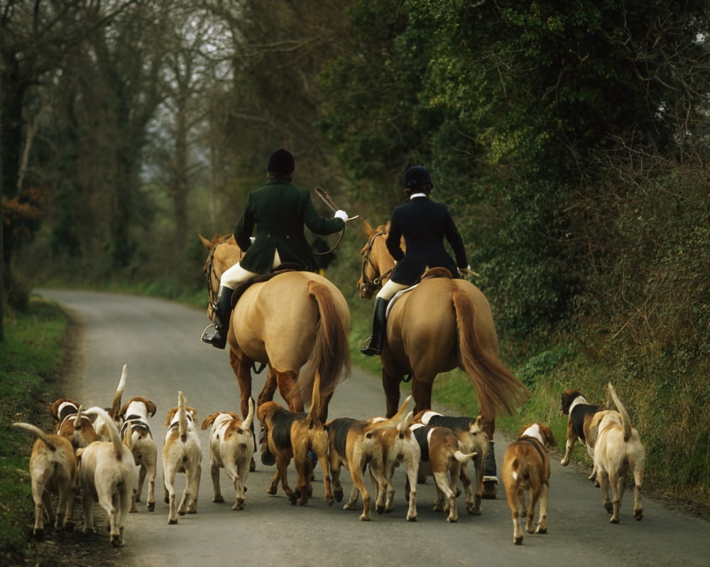 The Bray Harriers Co Wicklow Ireland Canvas Art - The Irish Image Collection Design Pics (17 x 13)