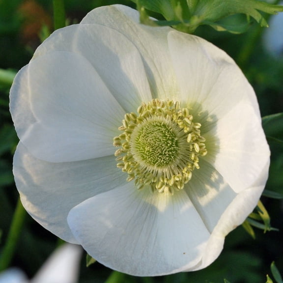 The Bride Poppy Anemone - Windflowers - 15 Bulbs - 8/+ cm