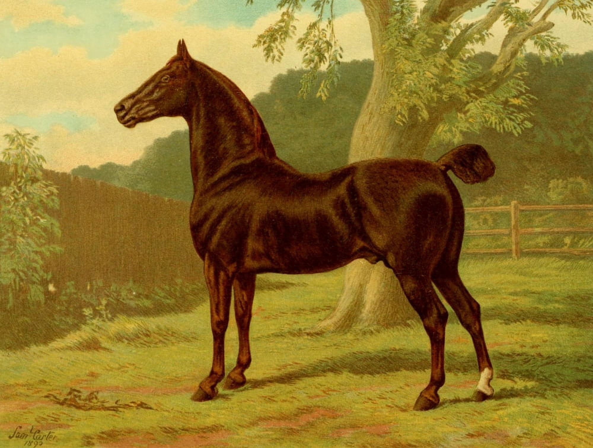 The Brookfield Stud 1891 Beau Lyons Canvas Art - Samuel J Carter (18 x 24)