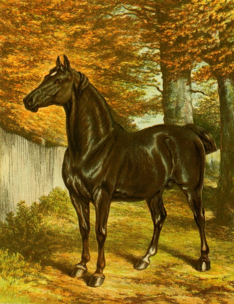 The Brookfield Stud 1891 Candidate Canvas Art - Samuel J Carter (18 x 24)