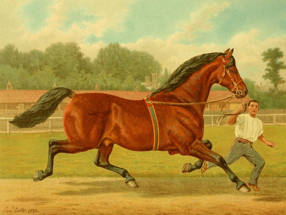 The Brookfield Stud 1891 Sultan Canvas Art - Samuel J Carter (18 x 24)