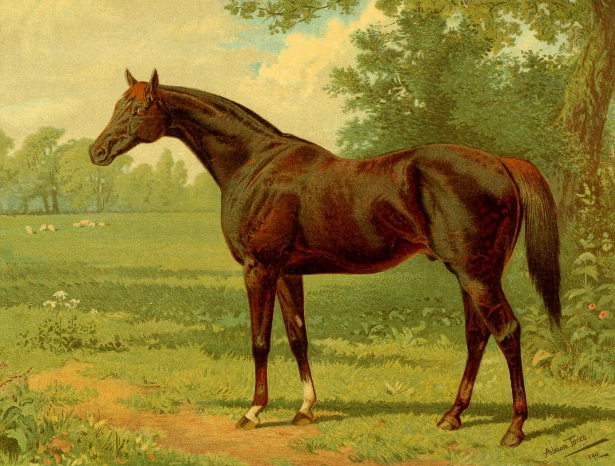 The Brookfield Stud 1891 Truefit Canvas Art - Samuel J Carter (18 x 24)