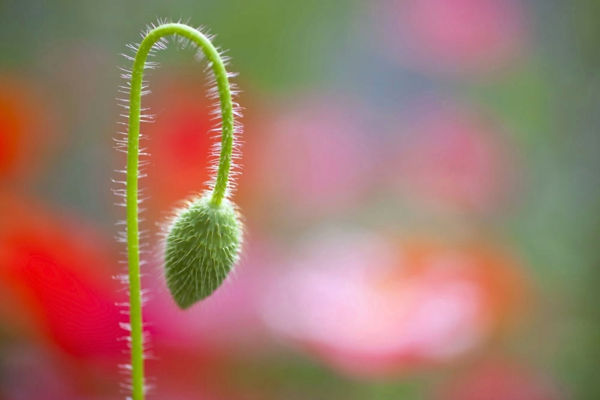 The Bud Of A Wildflower In Columbia River Gorge National Scenic Area Portland Oregon Usa Canvas Art - Craig Tuttle Design Pics (18 x 12)