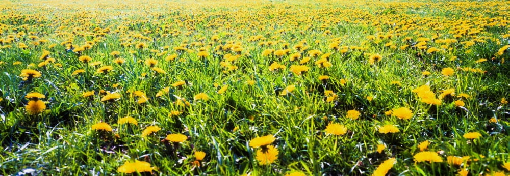 The Burren County Clare Ireland Field Of Dandelions Canvas Art - The Irish Image Collection Design Pics (44 x 15)