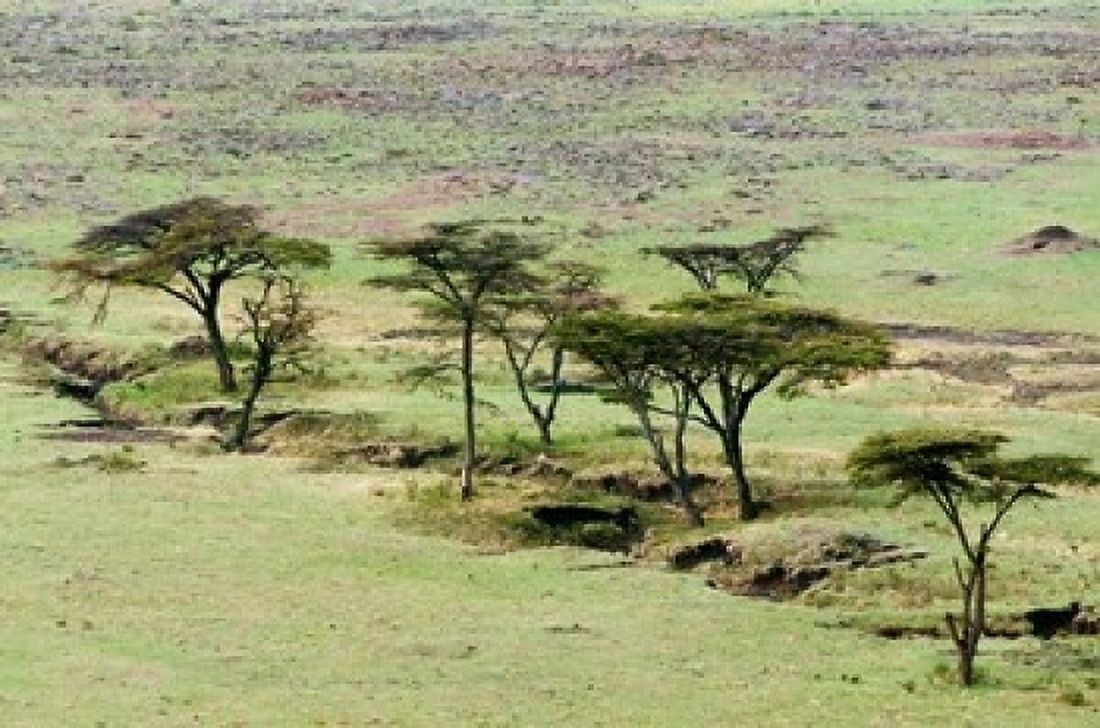The Bush Maasai Mara National Reserve Kenya Canvas Art - Nico Tondini DanitaDelimont (24 x 15)