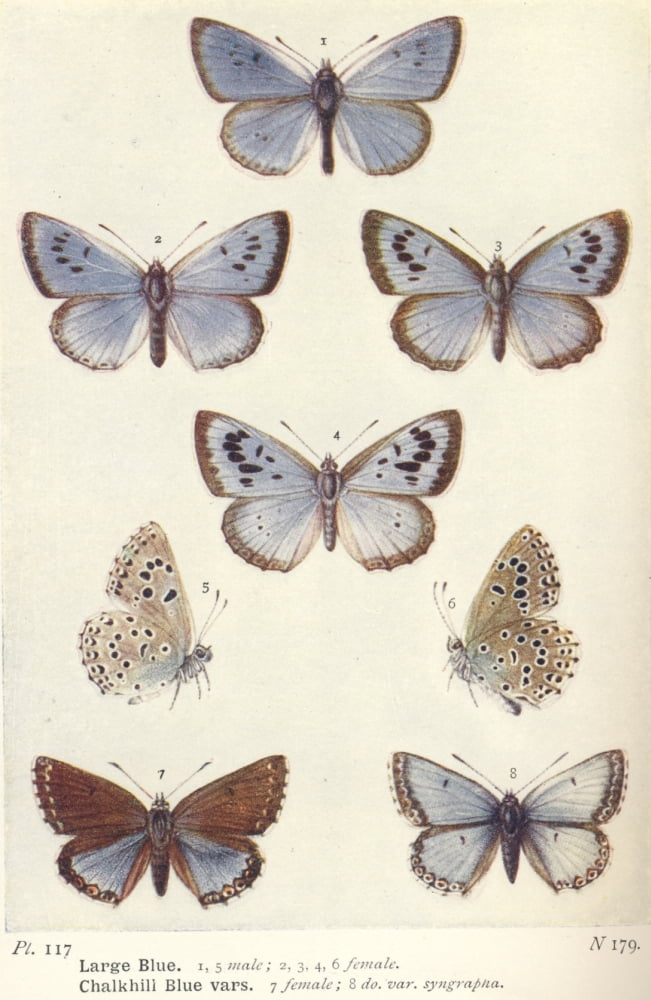 The Butterflies of the British Isles 1928 Blues Canvas Art - Unknown (18 x 24)