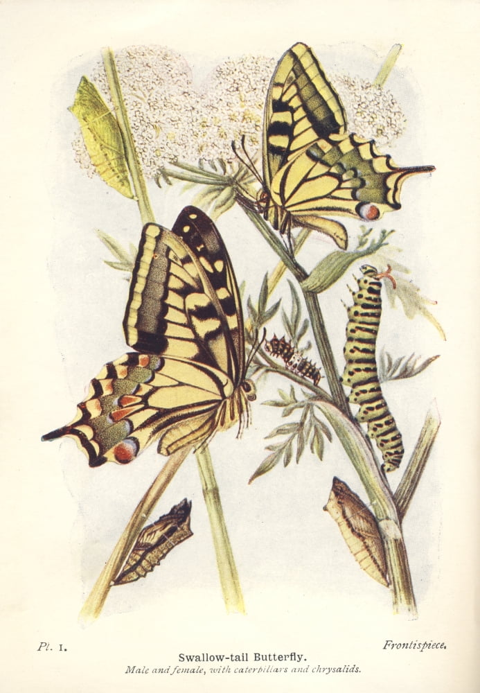 The Butterflies of the British Isles 1928 Swallowtail Butterfly Canvas Art - Unknown (18 x 24)