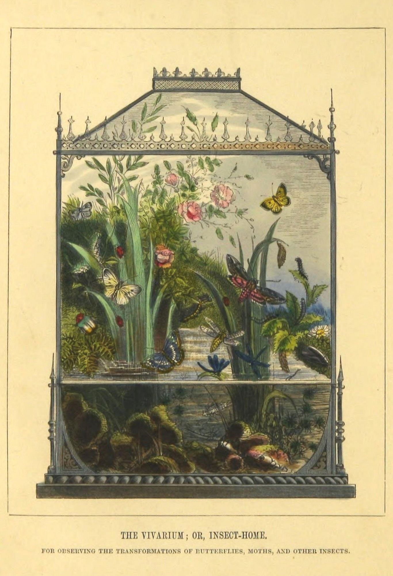 The Butterfly Vivarium 1858 Vivarium Canvas Art - Henry N Humphreys (18 x 24)