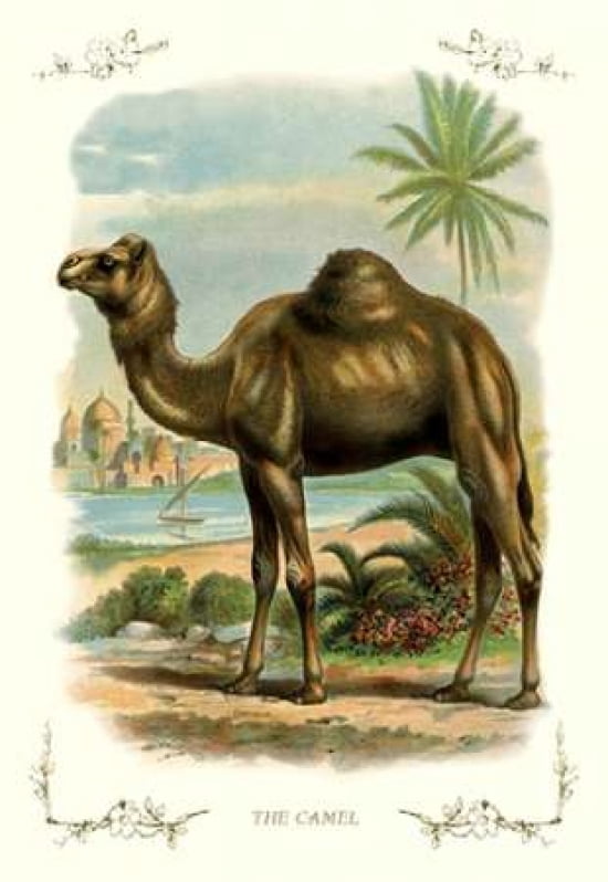 The Camel 1900 Canvas Art - Unknown (24 x 36)
