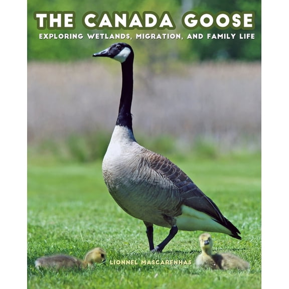 The Canada Goose: Exploring Wetlands, Migration, and Family Life, (Paperback)