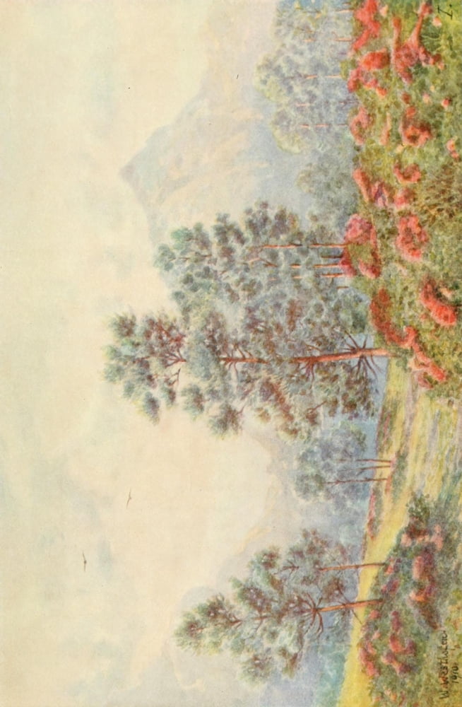 The Cape Peninsula 1910 Silver Trees & Wild Geraniums Canvas Art - Wilhelm Westhofen (18 x 24)