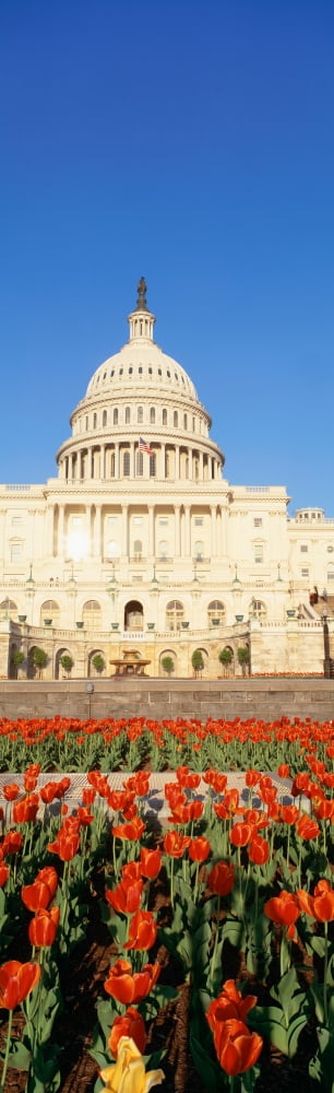 The Capitol & tulip garden Washington DC Canvas Art - Panoramic Images (12 x 38)
