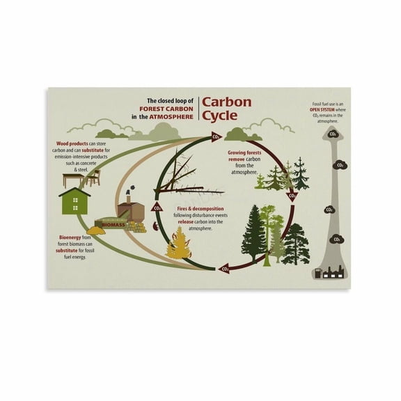 The Carbon Cycle Poster Eco Friendly Educational (8) Canvas Painting Posters And Prints Wall Art for Living Room Bedroom Decor