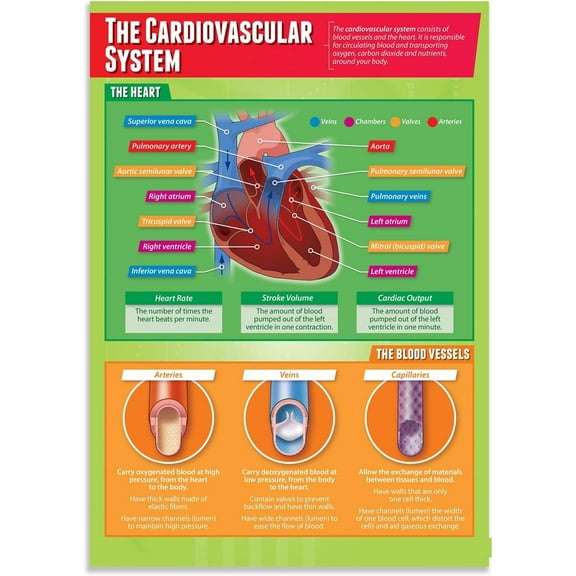 The Cardiovascular System Posters Education Charts for the Classroom