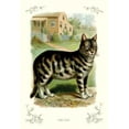 thumbnail image 1 of The Cat-Fine Art Canvas Print (20" x 30"), 1 of 1