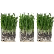 The Cat Ladies Organic Cat Grass Grow Bag Kit for Indoor, 3 Pack