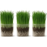 The Cat Ladies Cat Grass Growing Kit for Indoor Cats includes Grow Bags, Soil and Seeds, 3 Pack