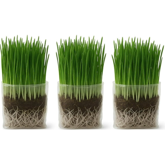 The Cat Ladies Organic Cat Grass Kit 3 Pack for Indoor Cats, Includes Soil and Seeds for Easy Planting