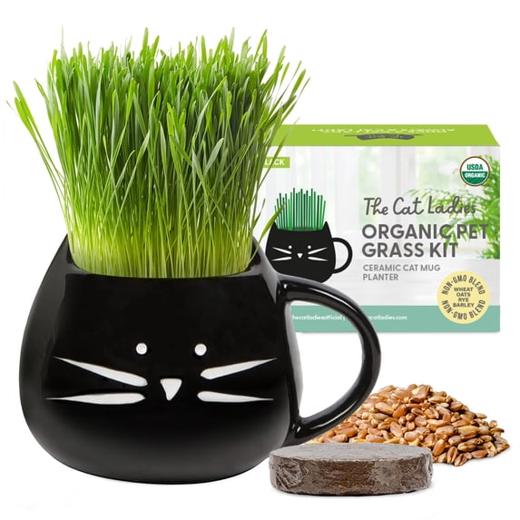 The Cat Ladies Organic Cat Grass Kit with Black Cat Ceramic Planter, Easy Indoor Planting Gift Set